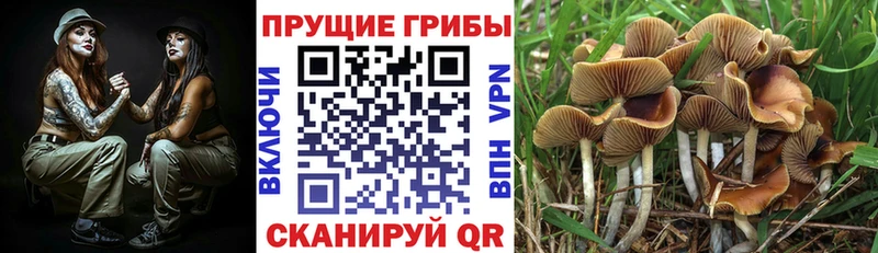 Купить  Ахтубинск  Псилоцибиновые грибы ЛСД 